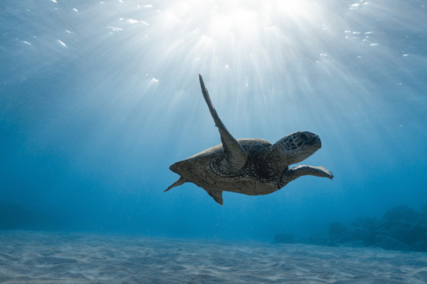 turtle in the ocean